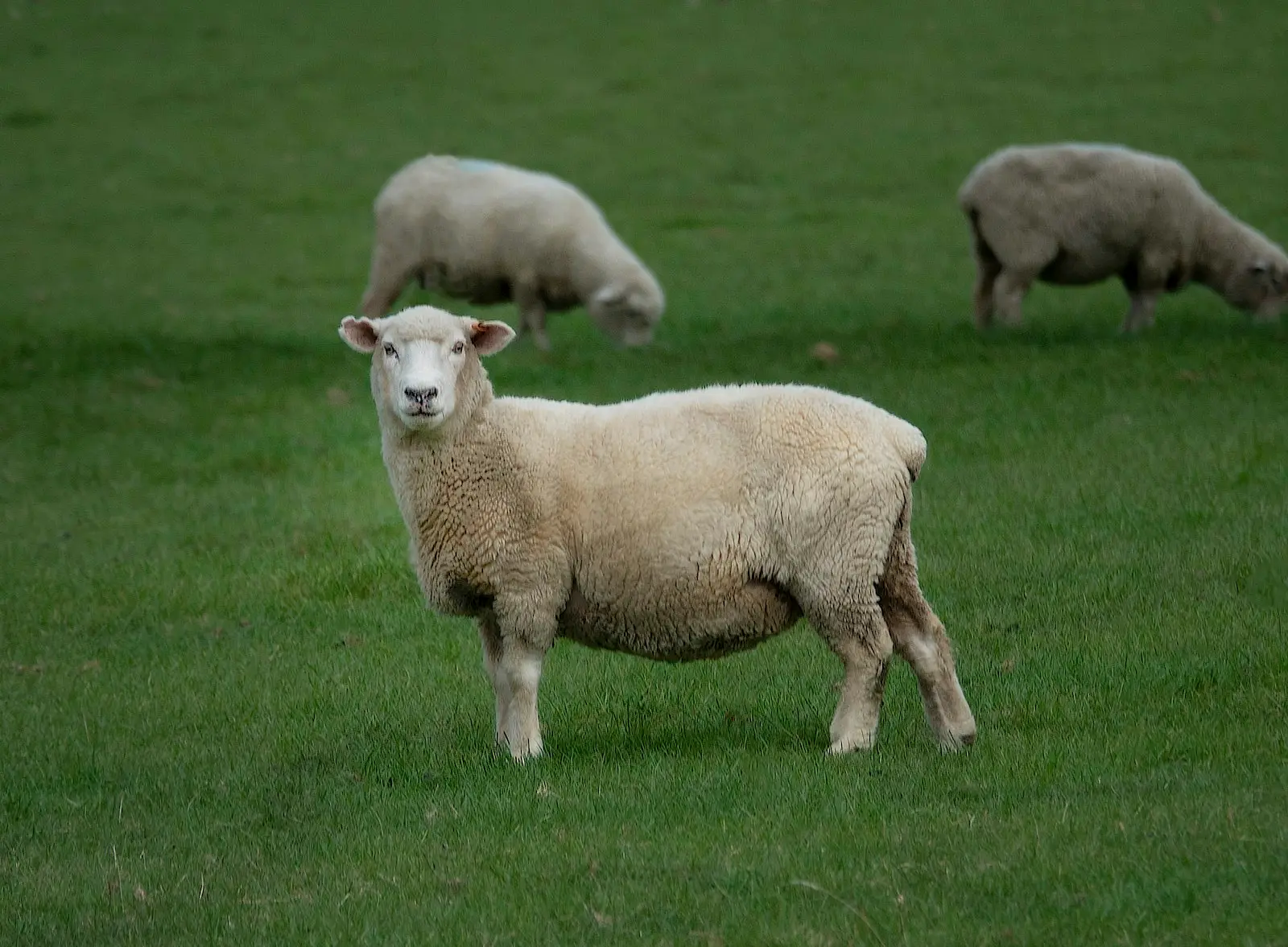 Sheep grazing in a green New Zealand pasture