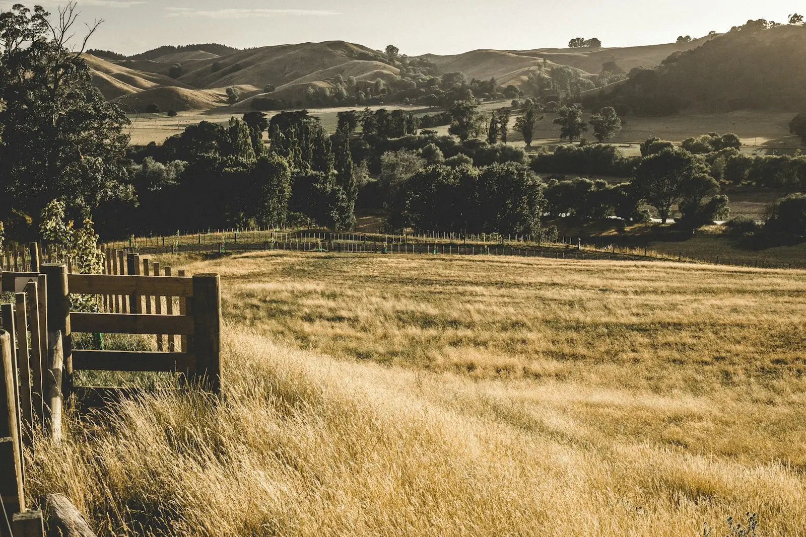 Golden hills seen from Te Mata Peak, Hawke's Bay