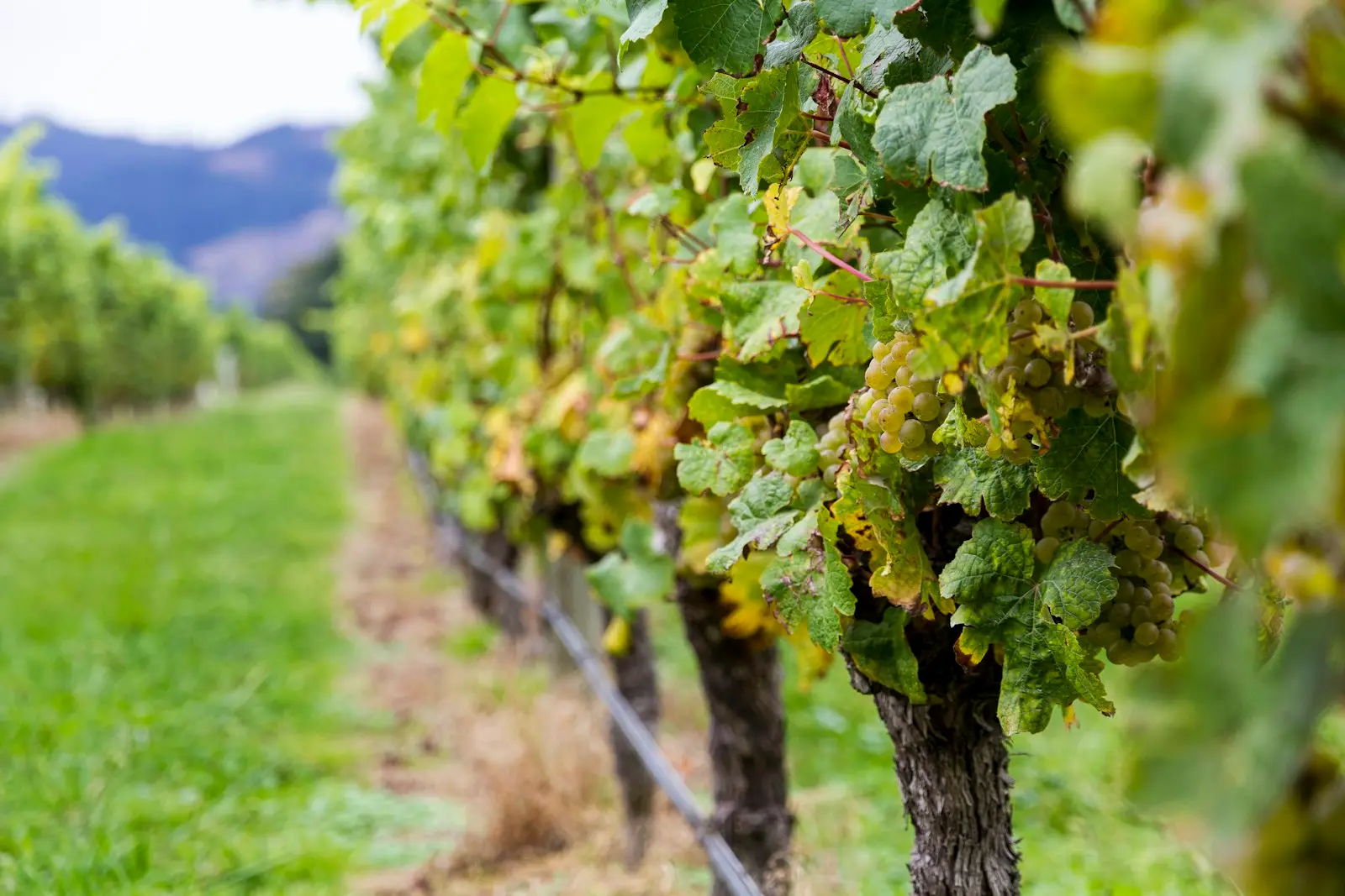 Grapevines in a Marlborough vineyard near Blenheim